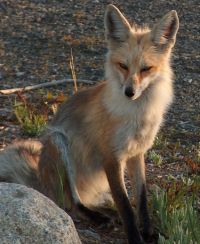 Fox Lady