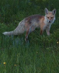 Fox Country